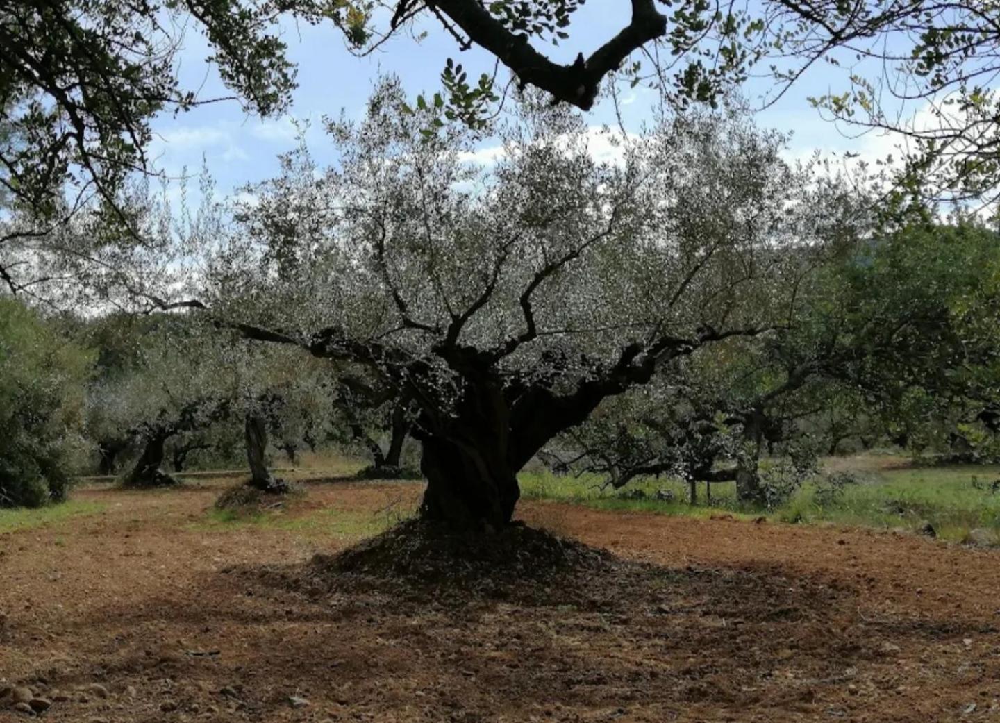 Masia De San Juan: Renovated Castle with Pool and Private Terrace Segorbe Exterior photo